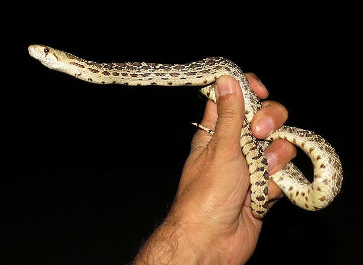 Gopher Snake